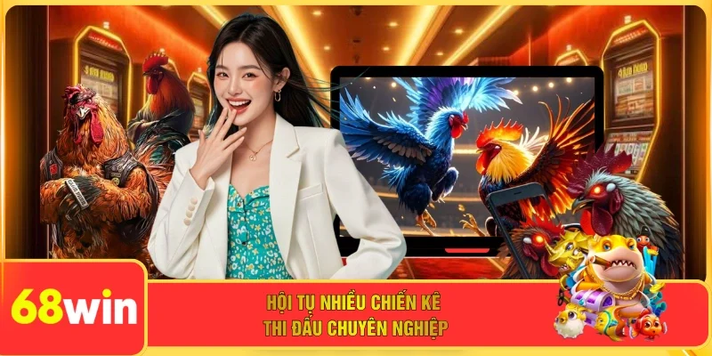 Hội tụ nhiều chiến kê thi đấu chuyên nghiệp